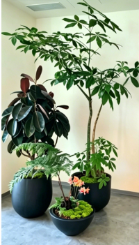 北仑花木租摆需求量基础知识大全，快速掌握
